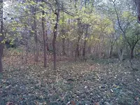 IMG_20121022_161604.webp IMG_20121022_161604.webp