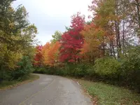 Fall Colors.webp