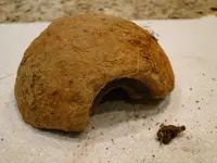 Cannonball (4).webp