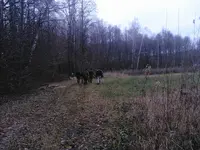 IMG_20121101_111941.webp