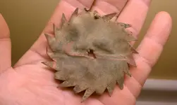 IMAG0441.webp IMAG0441.webp