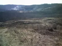 clearcut1.webp