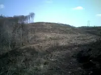clearcut2.webp
