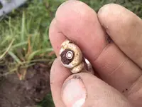 ring.webp