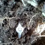 silver ring1.webp