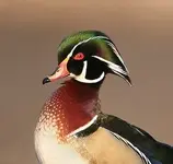 WoodDuck.webp