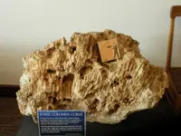 coral.webp