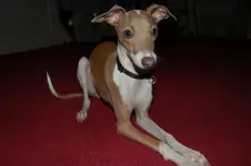 Haddie Hannah Harrington 122010 (7).webp