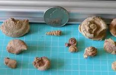 bc fossils.webp