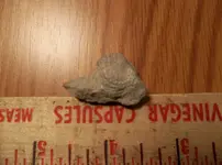 fossil1.webp