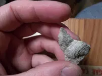 fossil2.webp