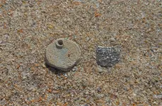 T Coast finds.webp