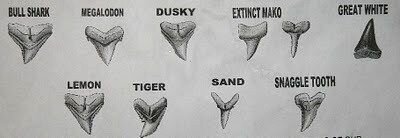 shark teeth ID guide.jpg