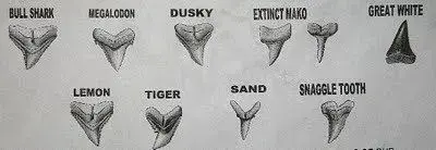 shark teeth ID guide.webp