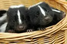 2 skunks.webp