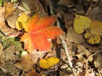 IMG_2257.webp