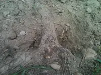 image-2733785333.webp