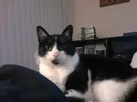 cat.webp