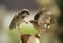 Sparrow.webp