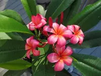 001_2.webp