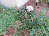 002.webp