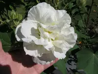 002_1.webp