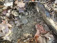 NOV 24th RECORD BREAKING COPPERS 001.webp