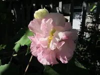 006.webp