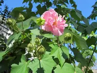 008.webp