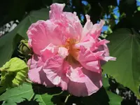 009.webp