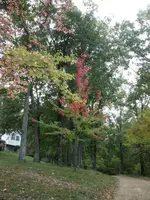 fall1.webp