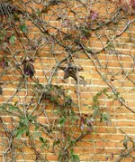 bollinger star.webp