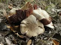 shroom.webp