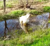 dogs6.webp