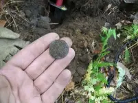 OCT 7TH 1785 CT COPPER & EAGLE BUTTON 023.webp