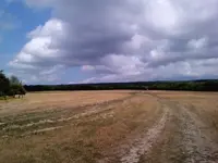 поле.webp