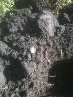 image-473428249.webp
