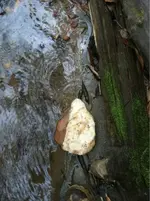 image-3711944693.webp