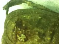 cup 2.webp
