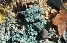 Blue_Clay.webp