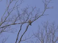 osprey.webp