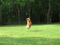 Shortyjumpin.webp