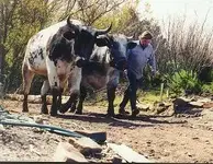 Eric and Oxen.webp