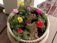 pot.webp