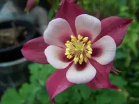 100_2648.webp