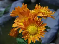 100_2653.webp