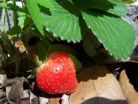 100_2673.webp