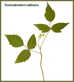 poison ivy.webp
