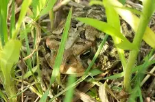 toad ya so!.webp