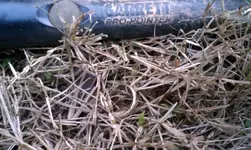 IMAG0386.webp